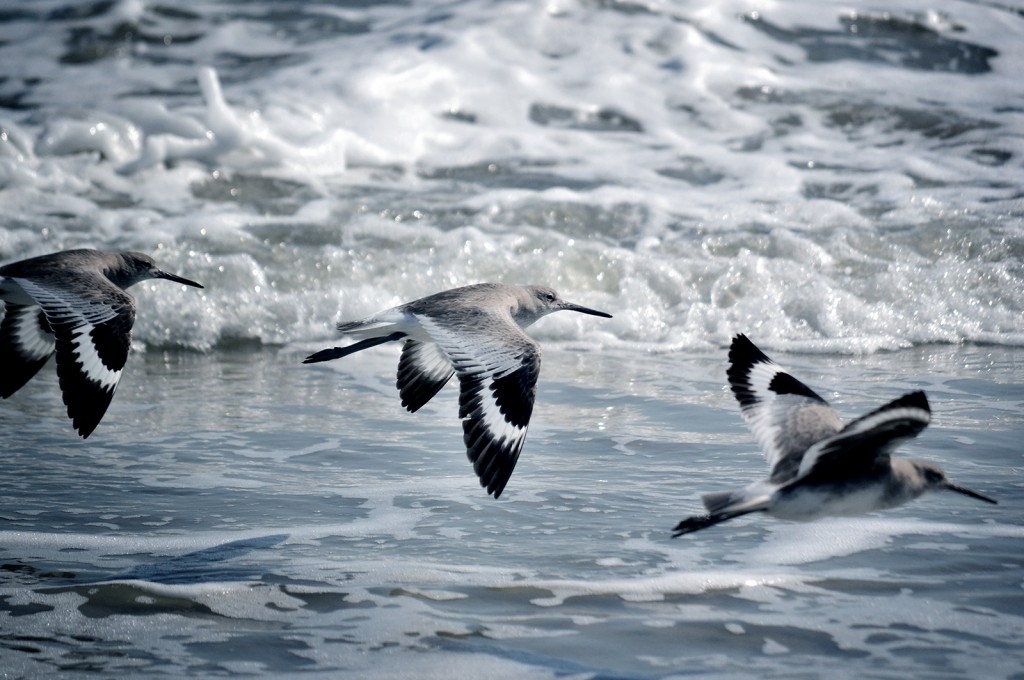 HH-beach-birds_0590