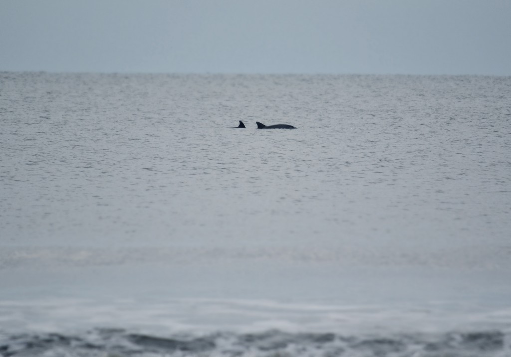 HH-beach-dolphins_0675