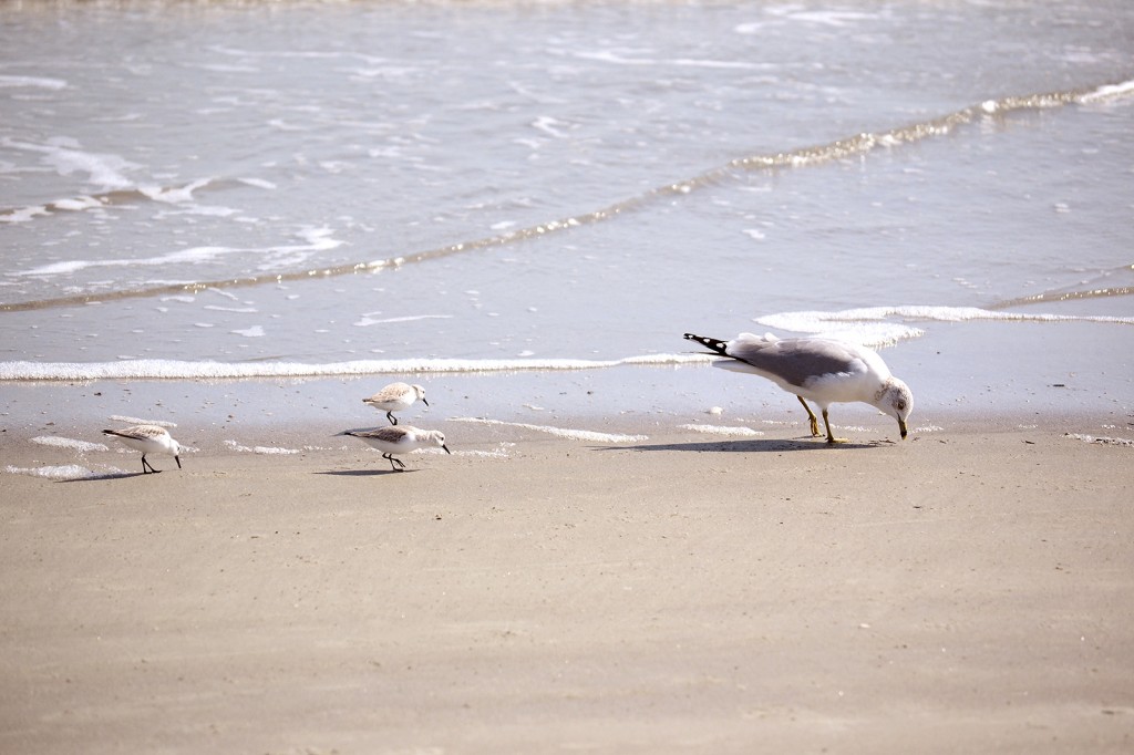 HH-beach-seagulls_0582