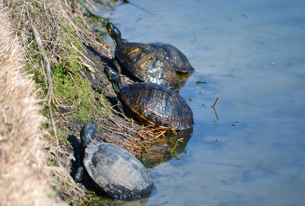 HH-turtles_0638