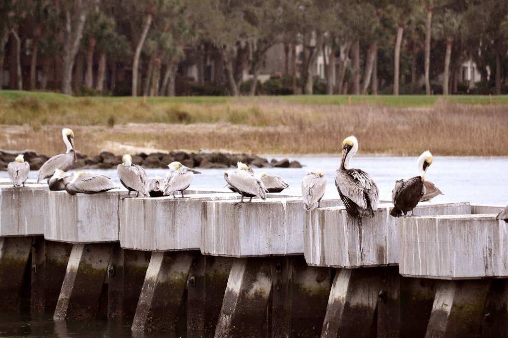 pelicans_0434