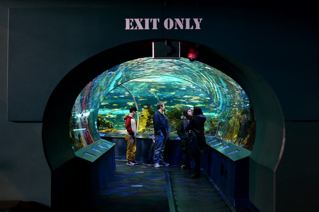 Acquarium Feb 2016 exit only_8690