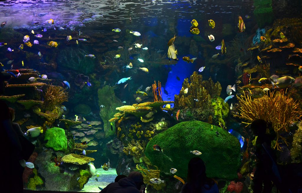 Acquarium Feb 2016 fish _8680