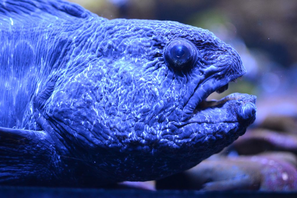 Acquarium Feb 2016 ugly fish _8663