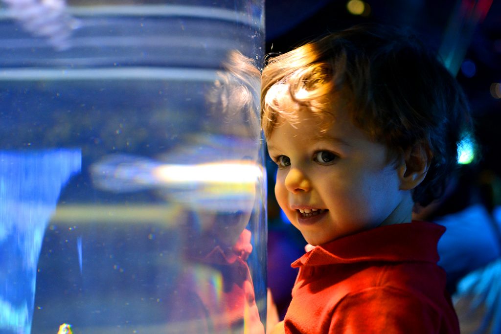 Fitz 2 Years February 2016 aquarium _8704