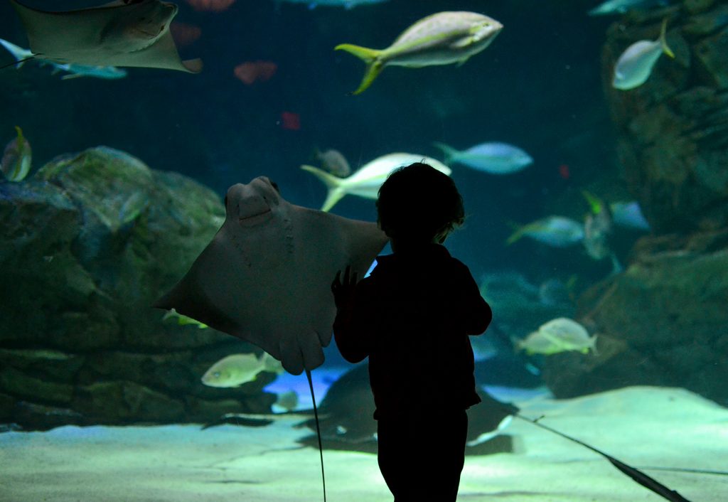 Fitz 2 years February 2016 aquarium _8712