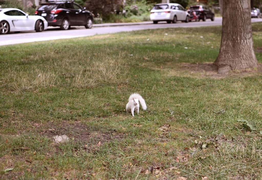 Aug 2016 white squirrel Abigail's birthday _0848