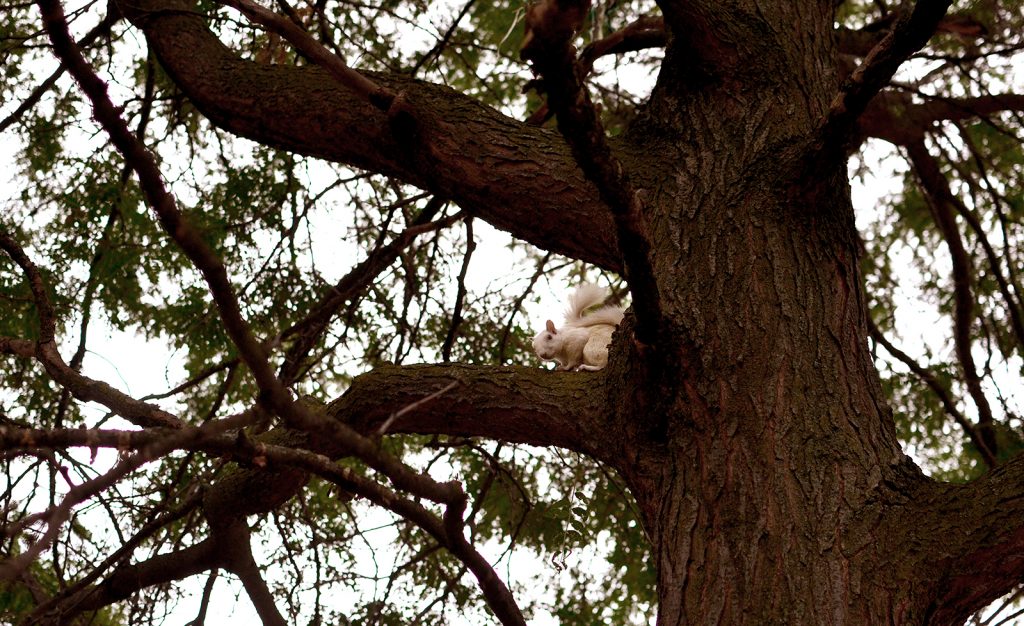 Aug 2016 white squirrel _0852