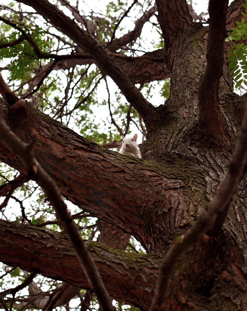 Aug 2016 white squirrel _0856