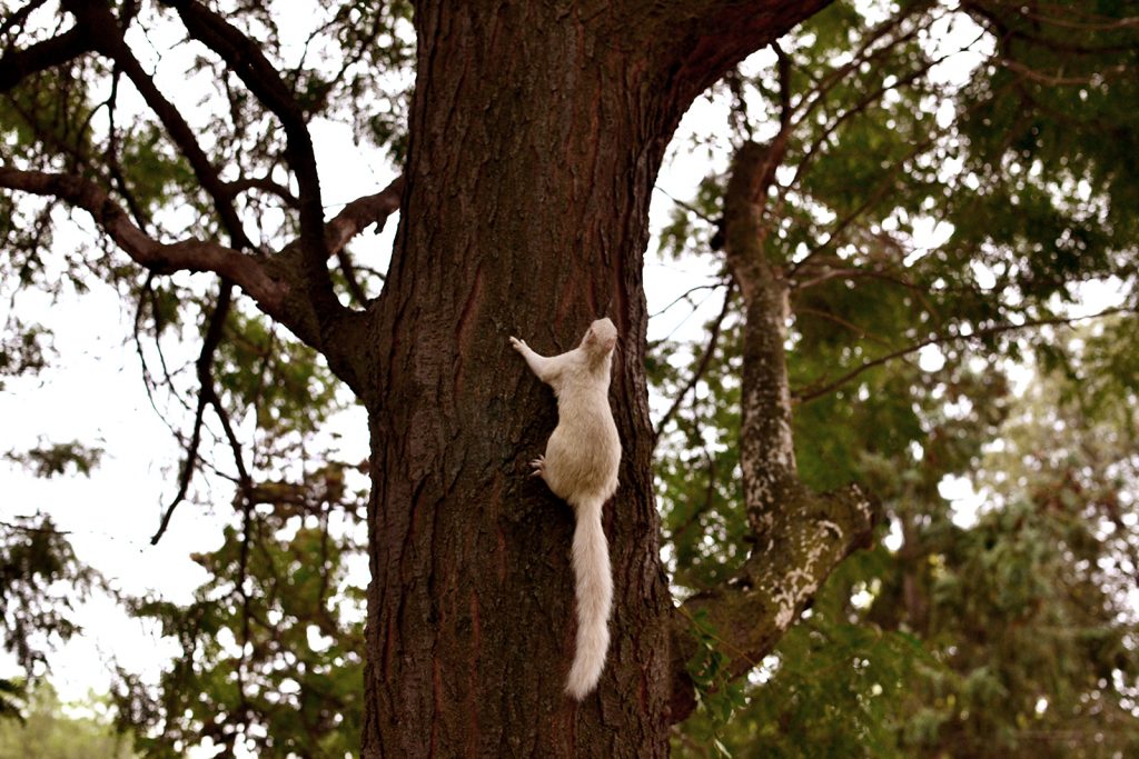 Aug 2016 white squirrel _0858